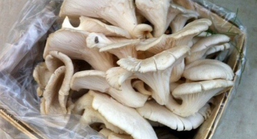 Jak správně zmrazit hlívu ústřičnou?